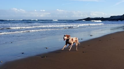 playas-para-perros-euskadi