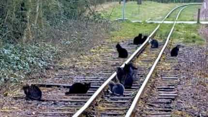 Diversi gatti sono seduti su un binario ferroviario
