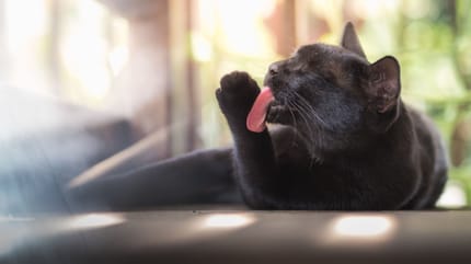 Pododermatitis Katze