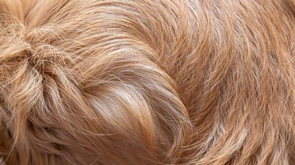 poils ternes d'un chien