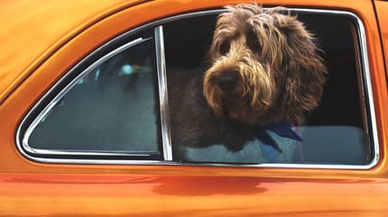 Politie in Horst haalt hond uit hete auto