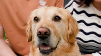 Polly, la chienne qui a sauvé son humain