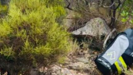 Firefighters in a forest