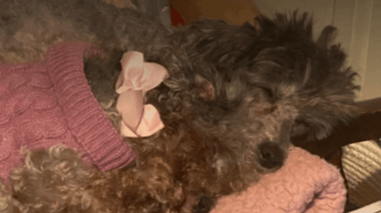Poodles rescued in Epsom Downs
