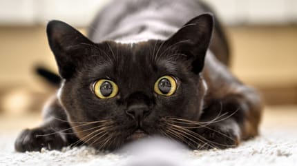 Por qué los gatos rechinan los dientes