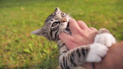 Por qué me lame mi gato y después me muerde