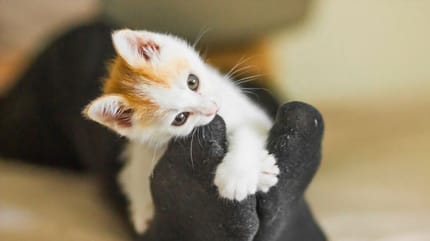 Por qué mi gato me muerde los pies cuando duermo
