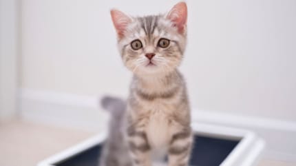 Por qué mi gato se lame el pene