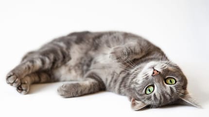 por qué mi gato se tira al suelo cuando me ve