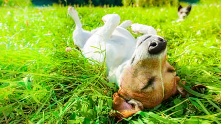 porque a los perros les gusta el sol