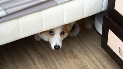 porque mi perro duerme debajo de mi cama