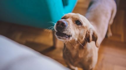 porque mi perro ladra cuando abrazo a alguien