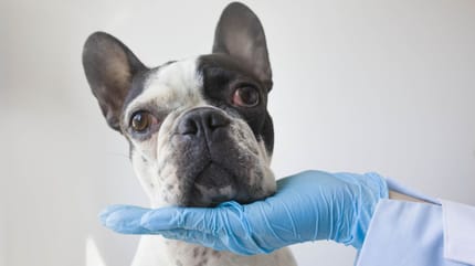 Portrait d'un bouledogue français chez le vétérinaire