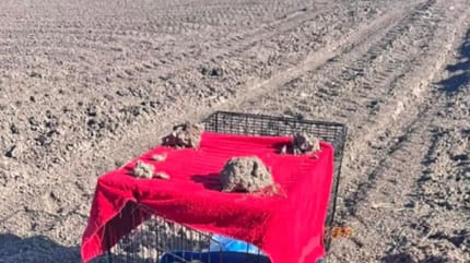 Käfig auf einem Feld