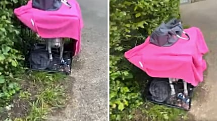 Abandoned Mini Bull Terrier