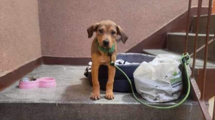 cachorro abandonado en navidad
