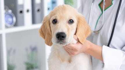 Première visite chiot vétérinaire