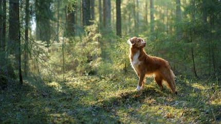 premietti per cani