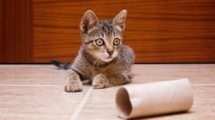 Comment prendre soin du système urinaire de son chat ?