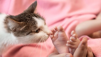Préparer le chat à l'arrivée d'un bébé