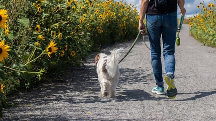 Promenade de chien