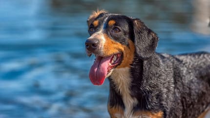 proteggere il cane dai cianobatteri