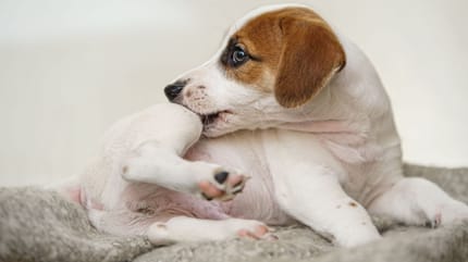 prurito ai testicoli del cane