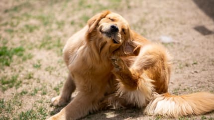 prurito del cane