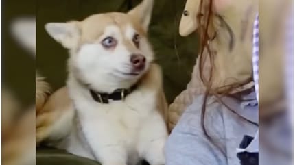 psy na kanapie obok właścicielki