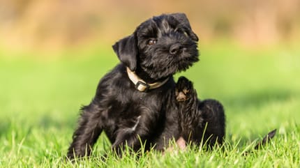 puce chien