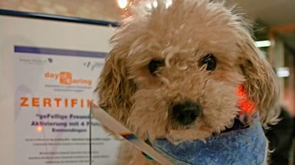 Poodle rescued from overheated car