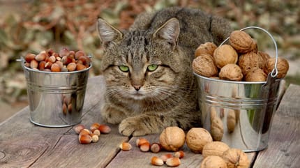 ¿Pueden comer nueces los gatos?