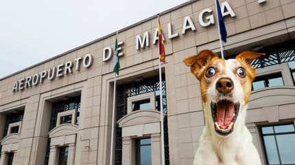 pueden-entra-perros-aeropuerto-málaga