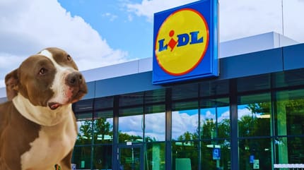 ¿Pueden entrar perros en Lidl?