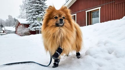 pueden-perros-dormir-afuera-invierno