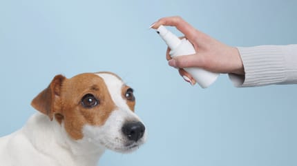 puntura di zecca nel cane e il gonfiore