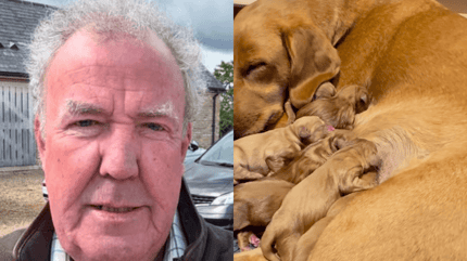 Puppies nursing from mother dog