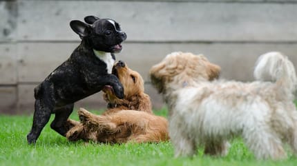 Quando i cuccioli di cane sono fuori pericolo