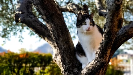 quante vite hanno i gatti