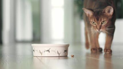 quanto deve mangiare un gatto