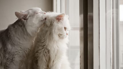 Quanto dura il calore del gatto