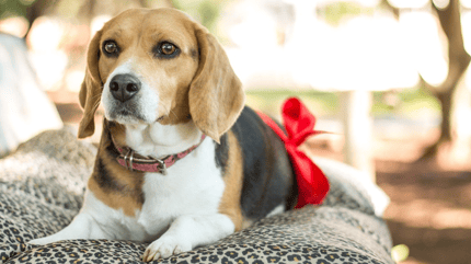 Quanto dura il ciclo ai cani