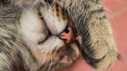 Quanto vive un gatto europeo