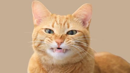 Qué gato eres según tu personalidad