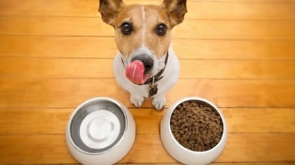 preference alimentaire