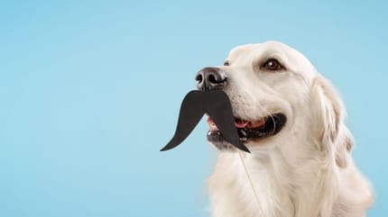Qué pasa si le cortan los bigotes a un perro