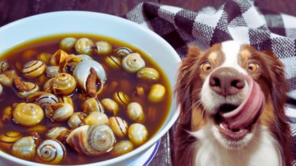 Qué pasa si mi perro se come un caracol