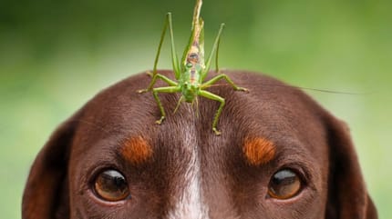 Qué pasa si mi perro se come un saltamontes