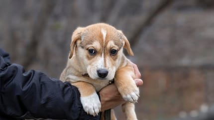 Qué pasará con mi perro si yo muero
