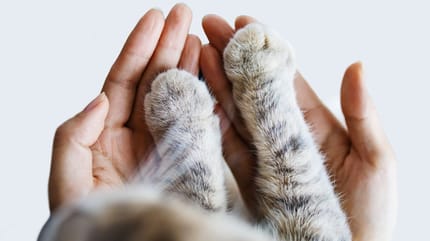 quelle race chat choisir